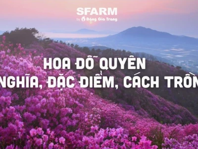 Bí quyết trồng và chăm sóc hoa đỗ quyên tươi tốt quanh năm