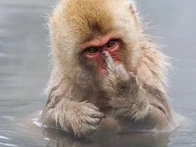 BST meme con khỉ và những khoảnh khắc hài hước không đỡ nổi
