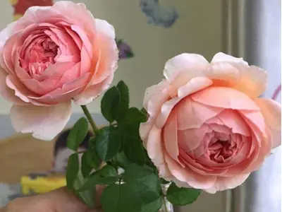 Cây hoa hồng đỏ vẻ đẹp quyến rũ và cách chăm sóc