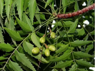 Cây Sầu Đâu: Công Dụng và Các Bài Thuốc Trị Bệnh Hiệu Quả