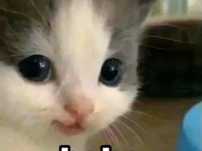 Hehe Meme: Khám phá nguồn gốc và bộ sưu tập ảnh chế hot nhất 2026