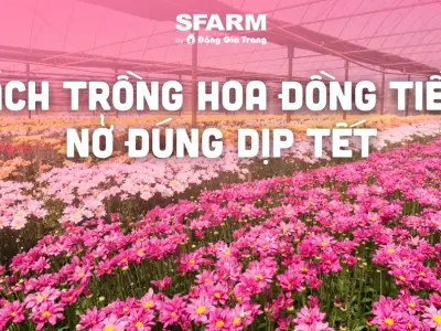Hoa Đồng Tiền Nở Bao Lâu Thì Tàn? Bí Quyết Chăm Sóc Bền Đẹp