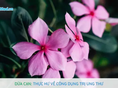 Hoa hải đằng: Ý nghĩa, đặc điểm và ứng dụng trong y học cổ truyền