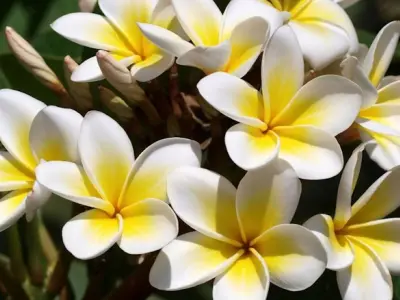 Khám phá cây hoa sứ đỏ: Ý nghĩa phong thủy và cách trồng chi tiết