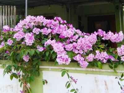 Khám phá Cây Lan Tỏi: Loài hoa leo độc đáo với khả năng đuổi côn trùng