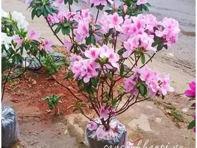 Khám phá Hoa đỗ quyên thân gỗ vẻ đẹp lay động và cách chăm sóc