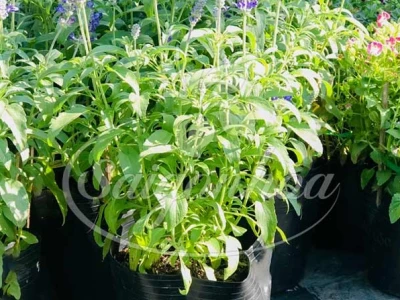 Khám phá hoa nữ hoàng xanh: Đặc điểm, ý nghĩa và cách chăm sóc