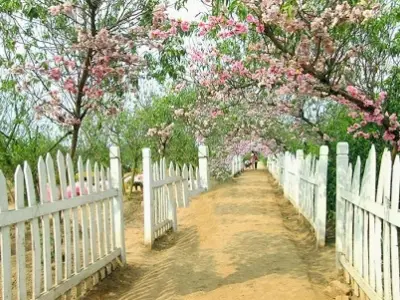 Khám phá Làng hoa Nhật Tân: Vẻ đẹp rực rỡ và trải nghiệm khó quên