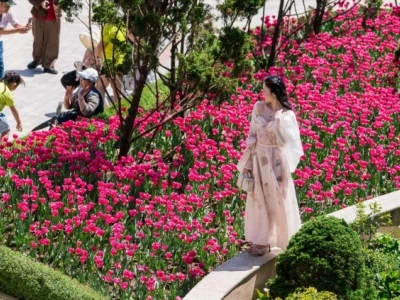 Khám Phá Lễ Hội Hoa Tulip 2026: Hành Trình Đến Vương Quốc Của Sắc Màu