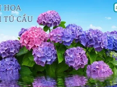 Khám phá vẻ đẹp rực rỡ của hoa cẩm tú cầu qua những hình ảnh đẹp nhất