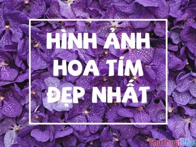 Khám phá vẻ đẹp tinh tế với hình nền hoa màu tím