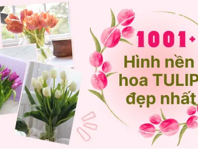 Khám phá vẻ đẹp tinh tế với hình nền hoa tulip xanh
