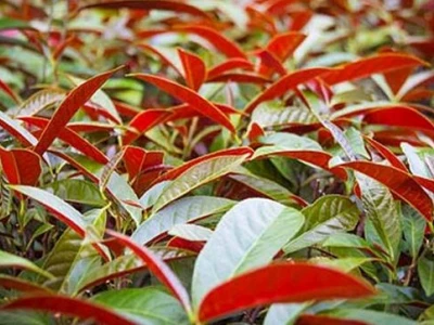 Lá Đơn Đỏ: Công Dụng, Cách Dùng Và Lưu Ý Khi Chữa Bệnh