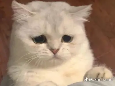 Meme cạn lời 30+ hình chế bó tay khi không thể cứu nổi