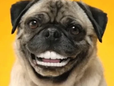 Meme Chó Cười Nhe Răng: Khám phá biểu cảm hài hước độc đáo