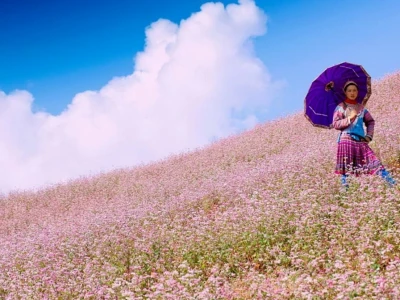 Ngắm nhìn vẻ đẹp mê hồn của hoa tam giác mạch Hà Giang