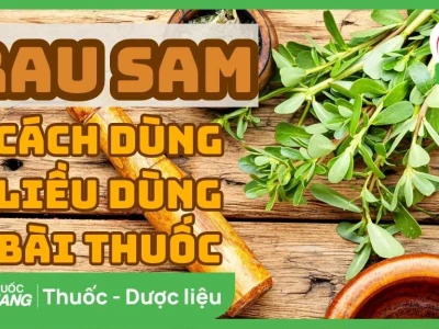 Rau Sam: Công Dụng Chữa Bệnh và Lợi Ích Sức Khỏe Tuyệt Vời