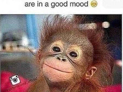 Thế giới Monkey Meme: Khám phá những biểu cảm hài hước và ý nghĩa ẩn sau văn hóa meme