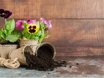 Top 10 Hạt Giống Hoa Dễ Trồng Nở Quanh Năm