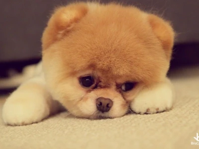 Tuyển tập ảnh Chibi cute hình vẽ con chó đáng yêu cho bạn