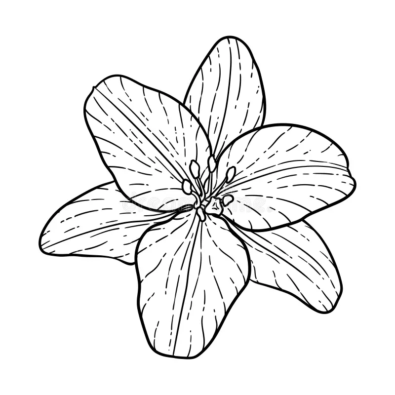 Bộ tranh tô màu bông hoa 5 cánh đơn giản cho bé 35