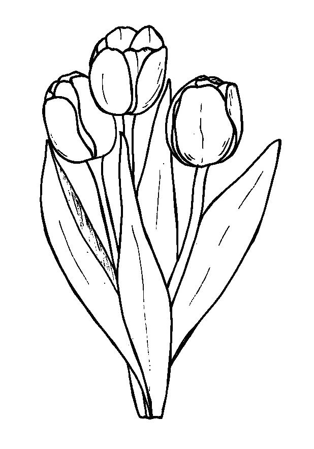 Bộ tranh tô màu hoa Tulip siêu đẹp dành cho bé 9