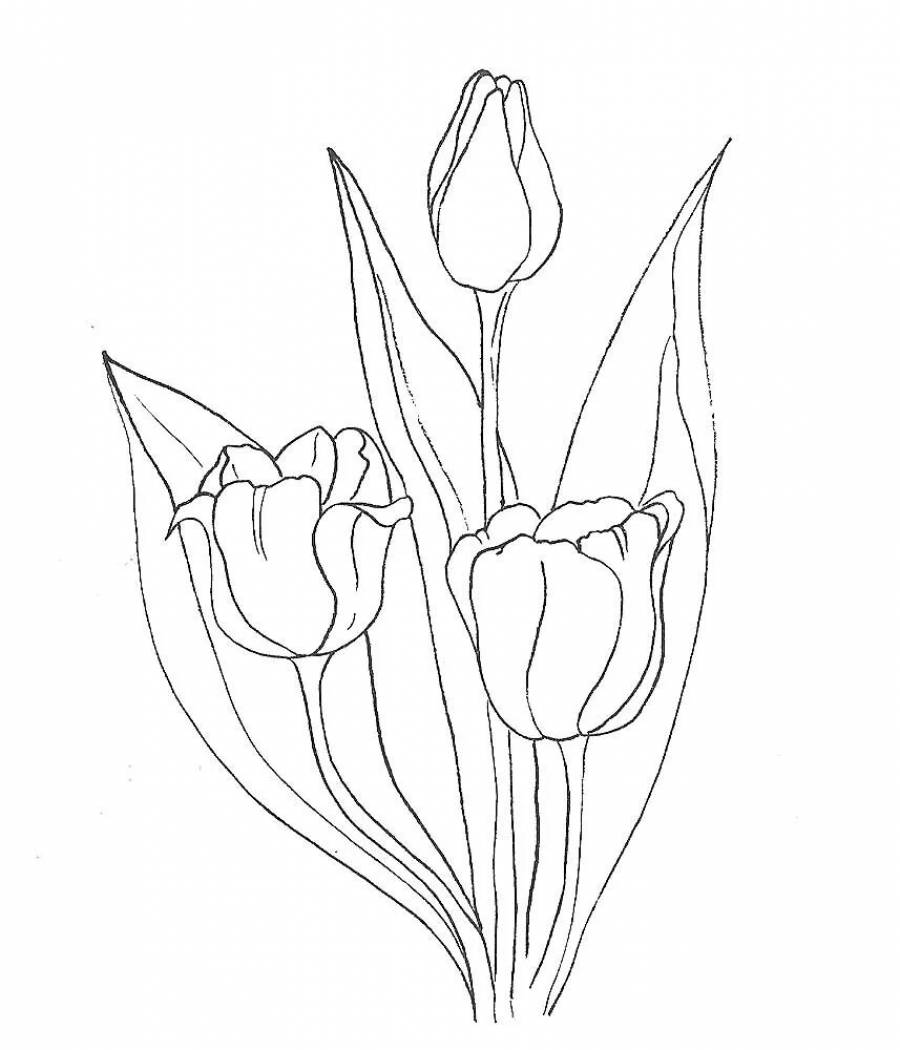 Bộ tranh tô màu hoa Tulip siêu đẹp dành cho bé 23