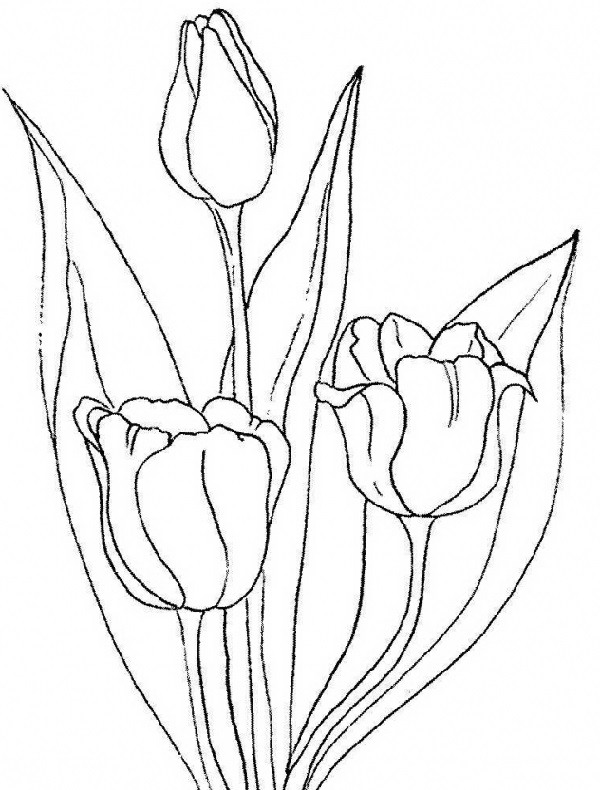 Bộ tranh tô màu hoa Tulip siêu đẹp dành cho bé 27