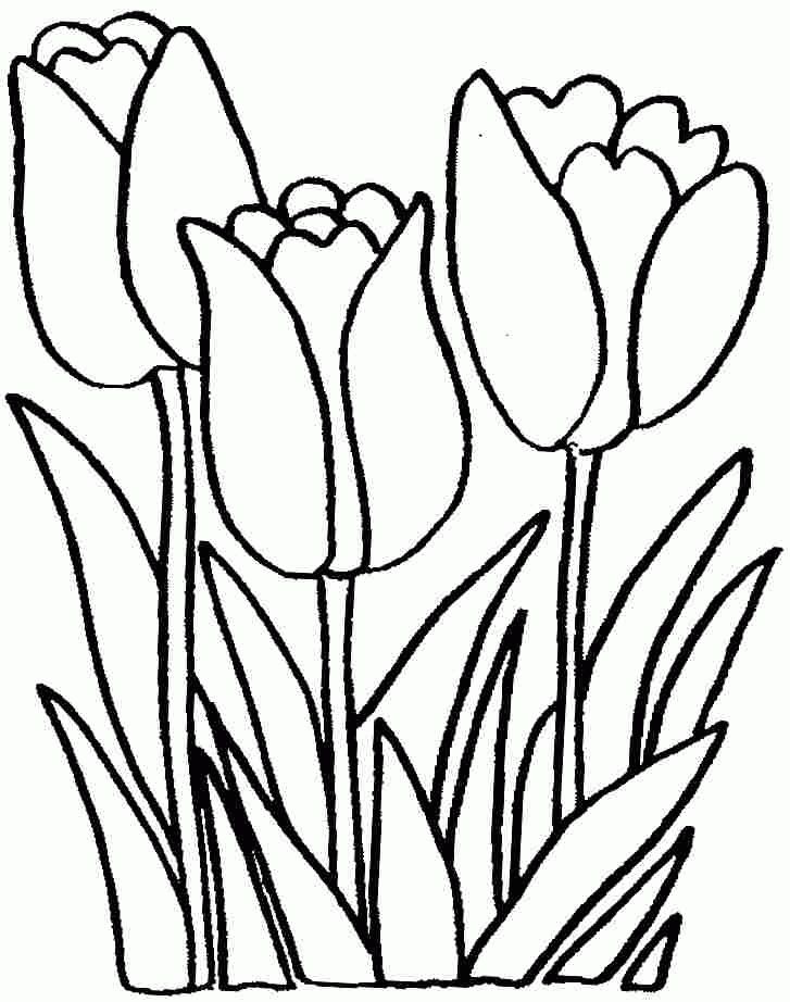 Bộ tranh tô màu hoa Tulip siêu đẹp dành cho bé 33