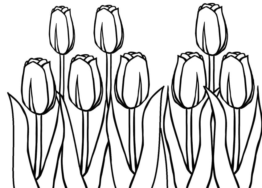 Bộ tranh tô màu hoa Tulip siêu đẹp dành cho bé 42