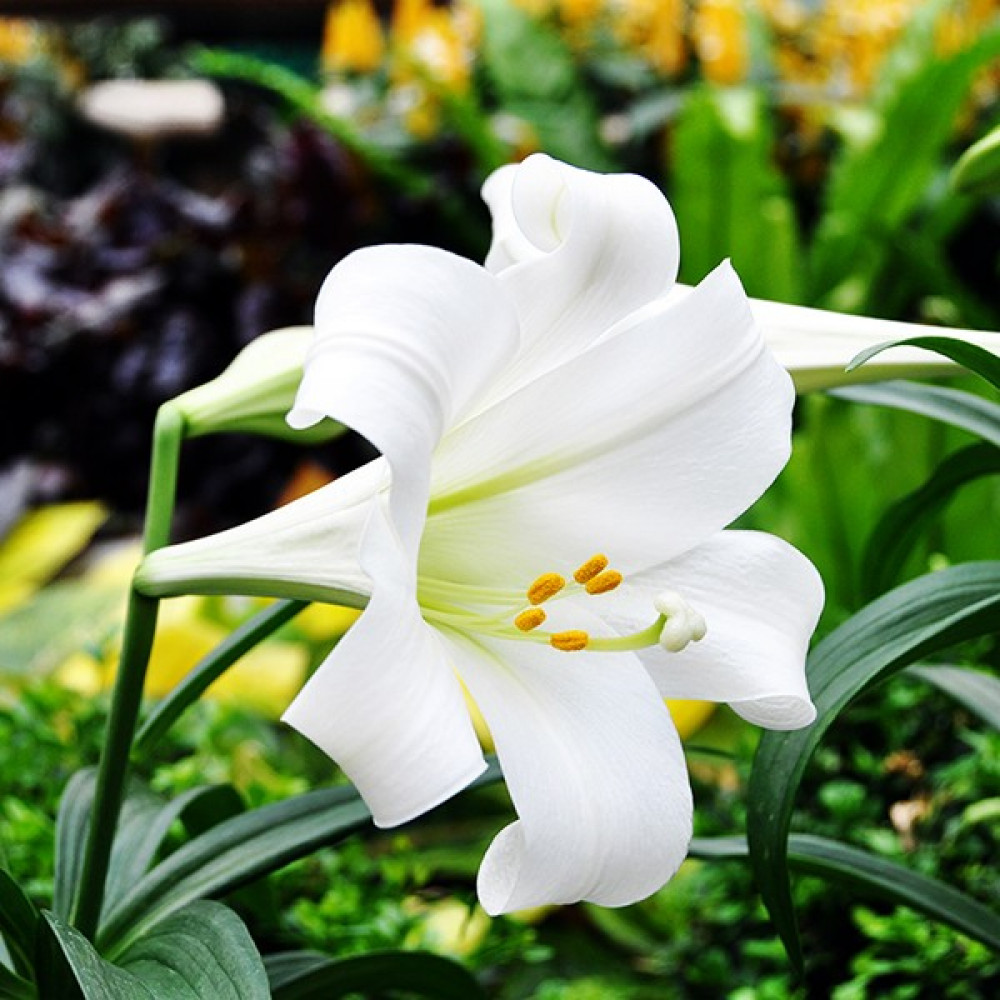 Hoa bách hợp màu trắng  2