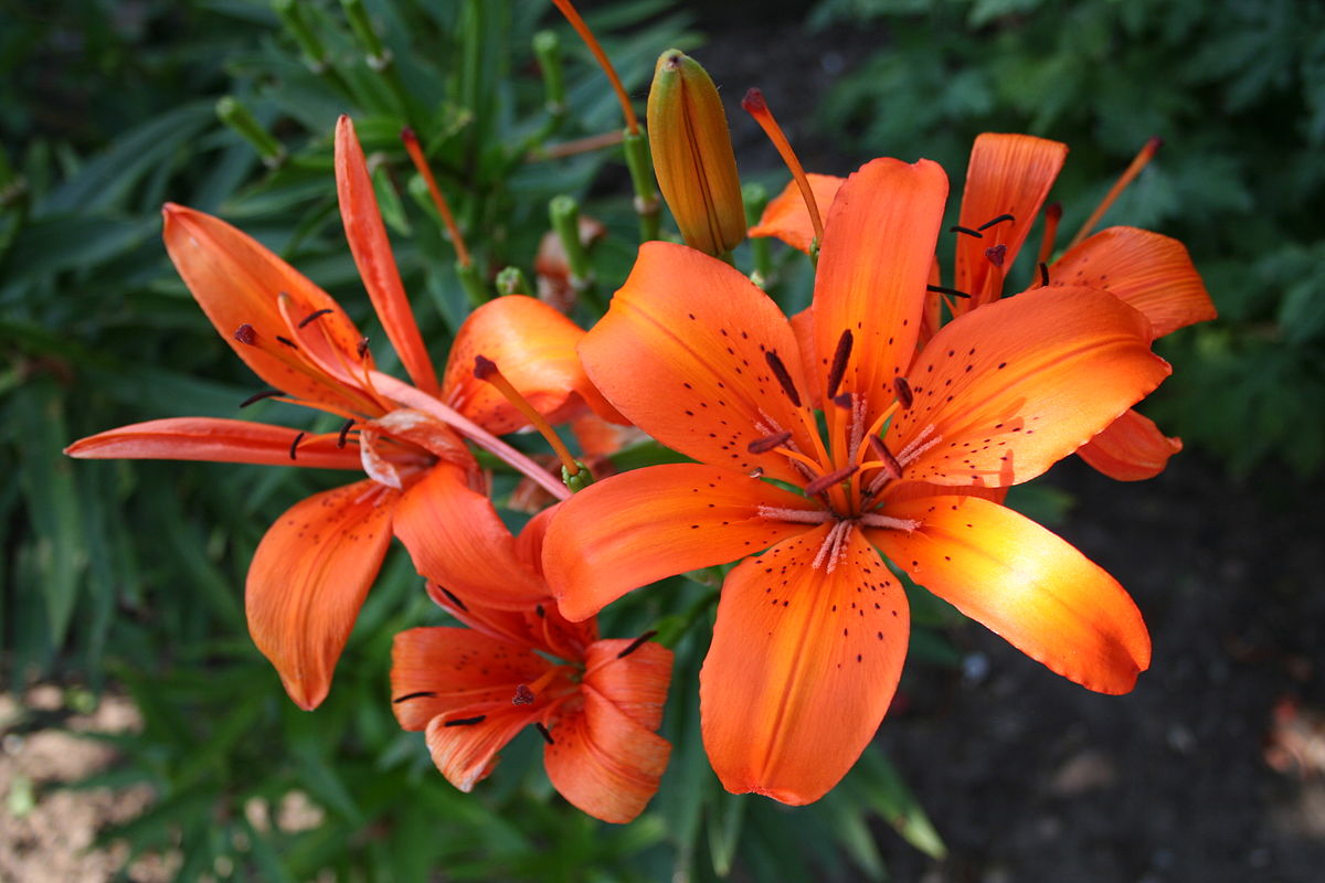 Hoa bách hợp màu cam 1