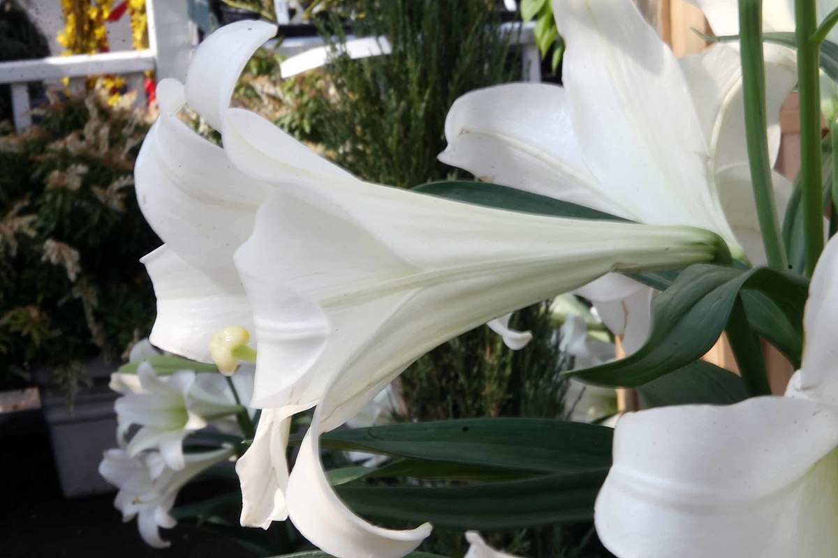 Hoa bách hợp màu trắng   3