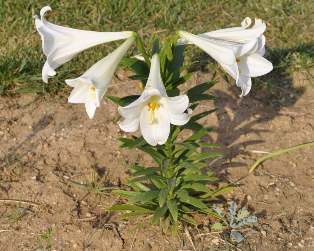 Hoa bách hợp màu trắng  4
