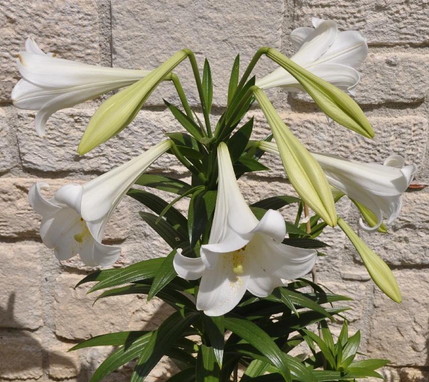 Hoa bách hợp màu trắng 5
