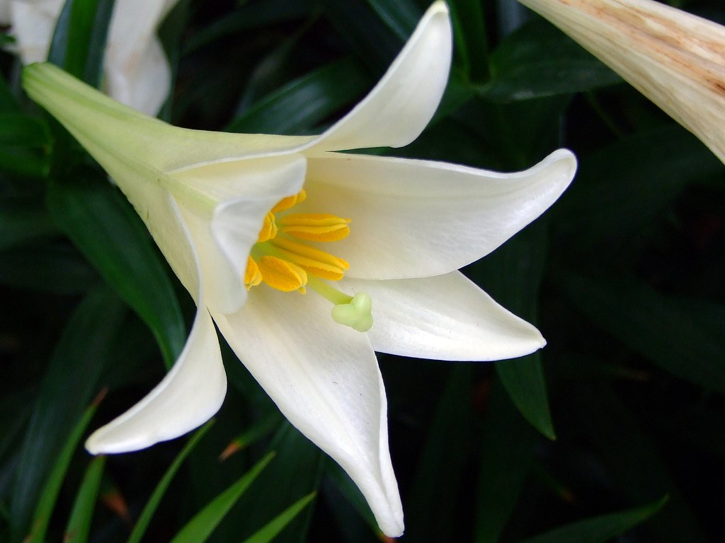 Hoa bách hợp màu trắng  6
