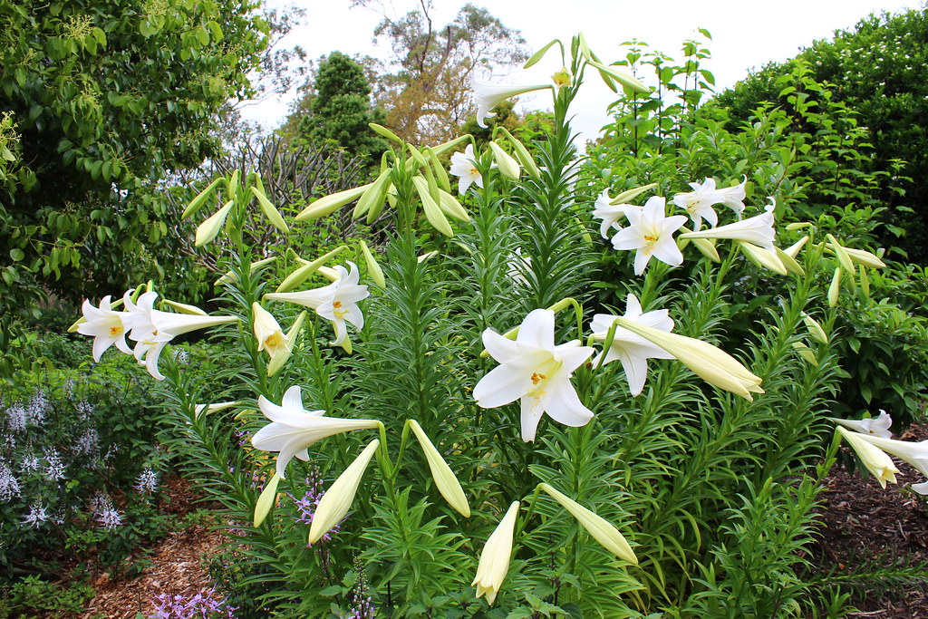  Hoa bách hợp màu trắng  7