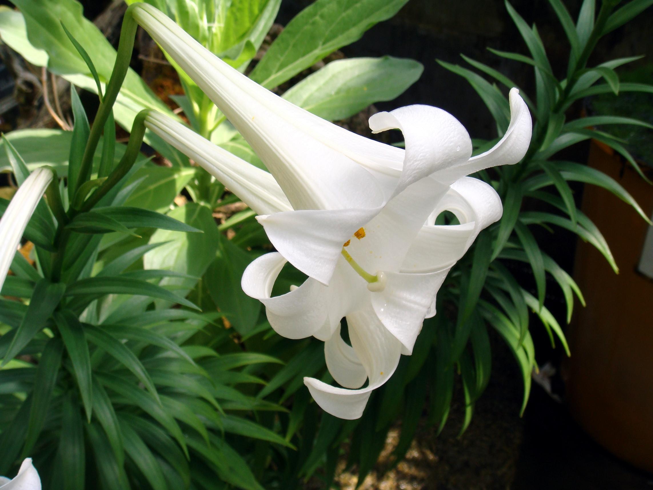 Hoa bách hợp màu trắng  8