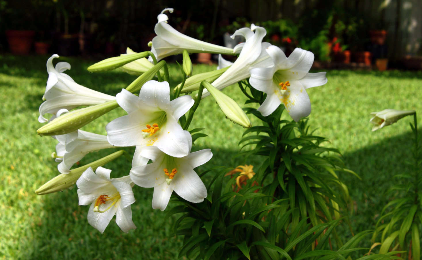 Hoa bách hợp màu trắng  9