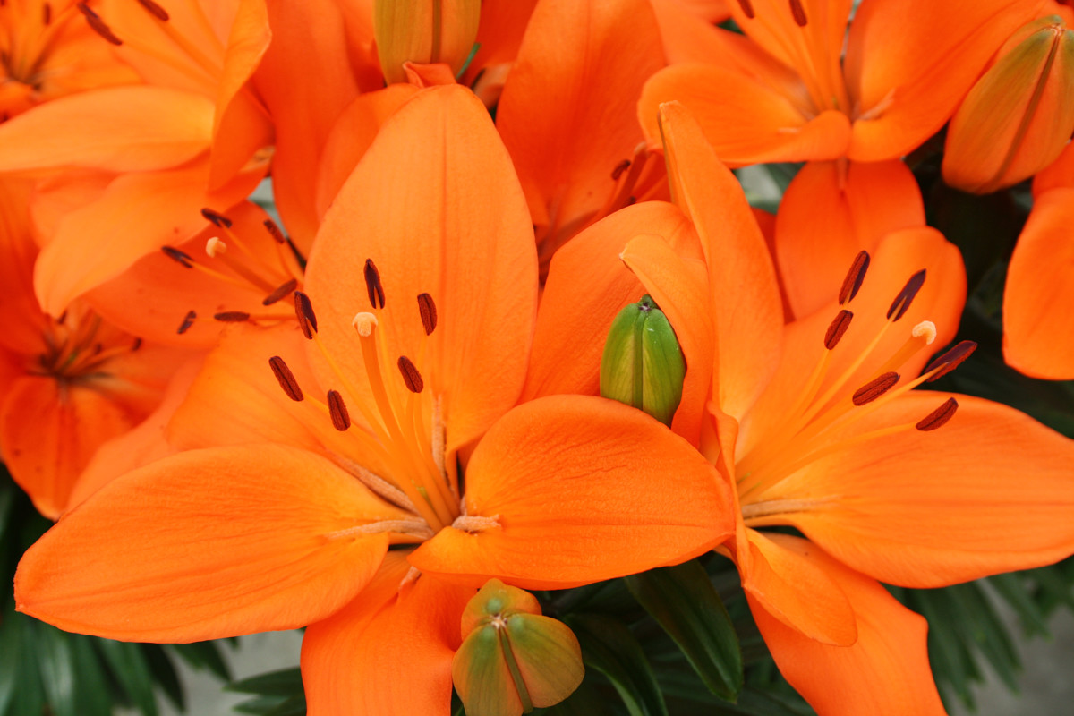 Hoa bách hợp màu cam 2