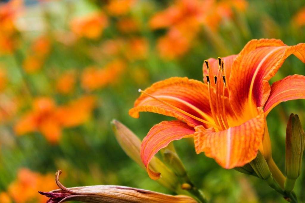 Hoa bách hợp màu cam 3