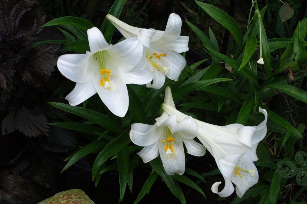 Hoa bách hợp màu trắng  10