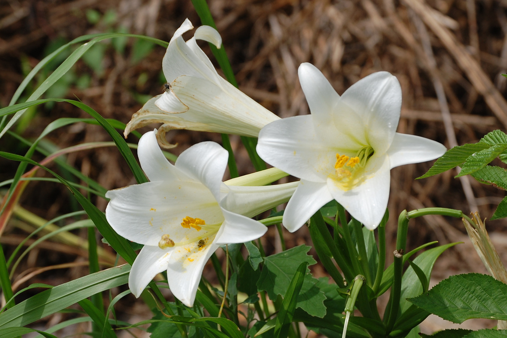 Hoa bách hợp màu trắng 11