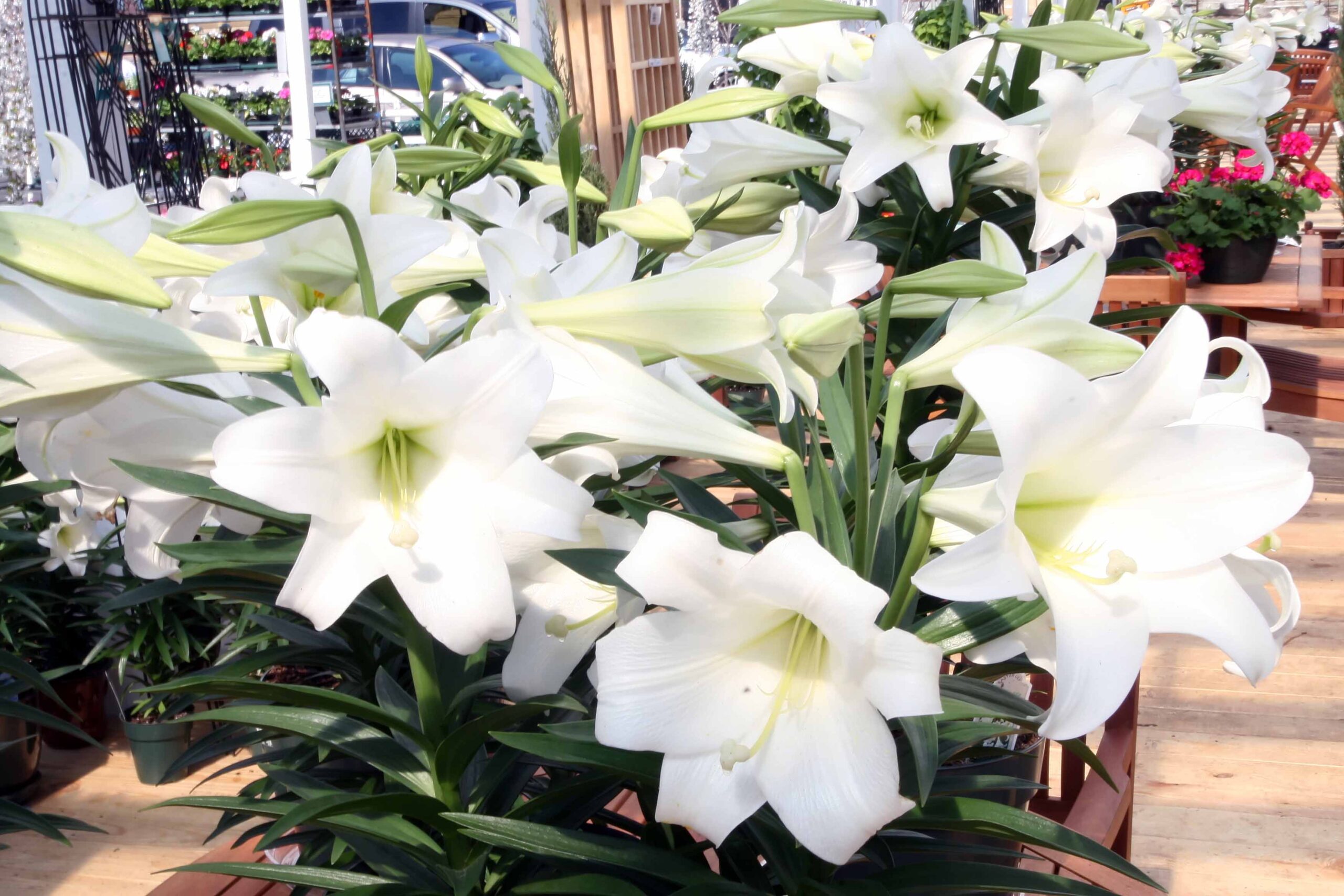 Hoa bách hợp màu trắng 12