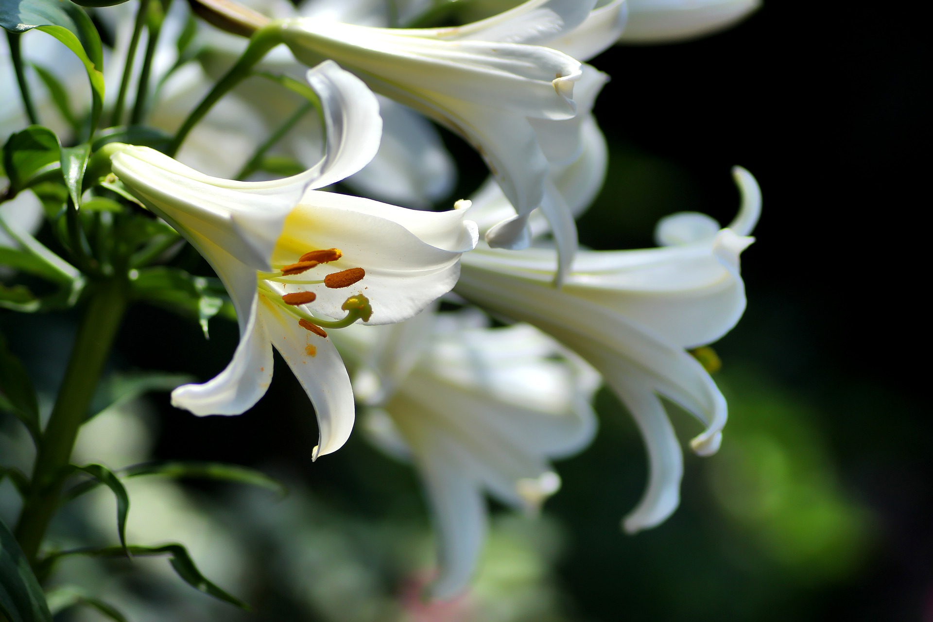 Hoa bách hợp màu trắng  16