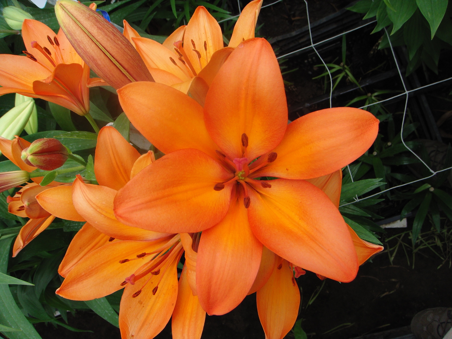 Hoa bách hợp màu cam 5