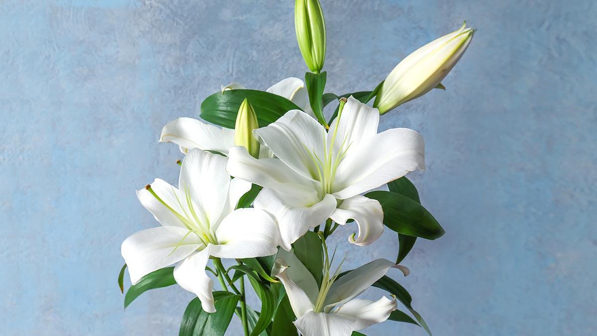 Hoa bách hợp màu trắng  17