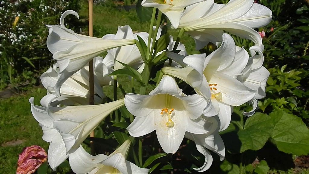 Hoa bách hợp màu trắng  18