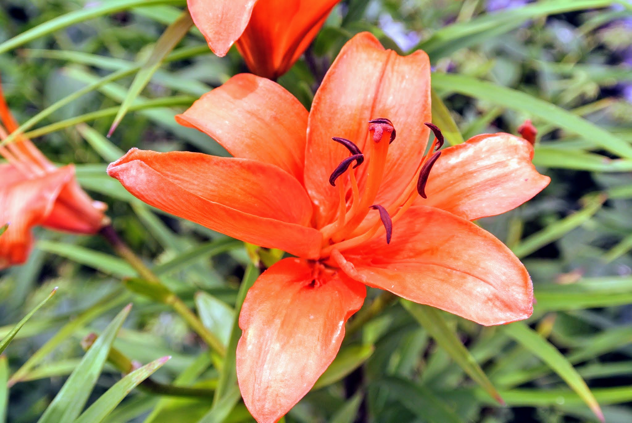 Hoa bách hợp màu cam 6