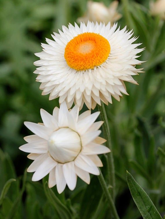 Hoa bất tử màu trắng 1